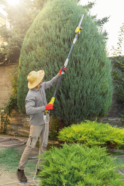 Best Fruit Tree Pruning  in Port Townsend, WA